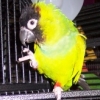 roxynoodle's Avatar
