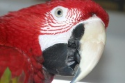 weimerheimer's Avatar