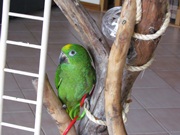 Birdboy's Avatar