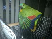 ConureGuy's Avatar
