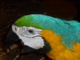 Pat 621's Avatar