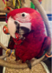 Parrotlover83's Avatar