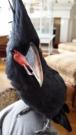 BeakFace's Avatar