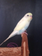 Pudgerigar's Avatar