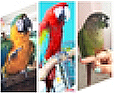 MacawMomma's Avatar