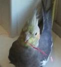 ILoveBirbs's Avatar